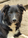 adoptable Dog in minerva, OH named Leland