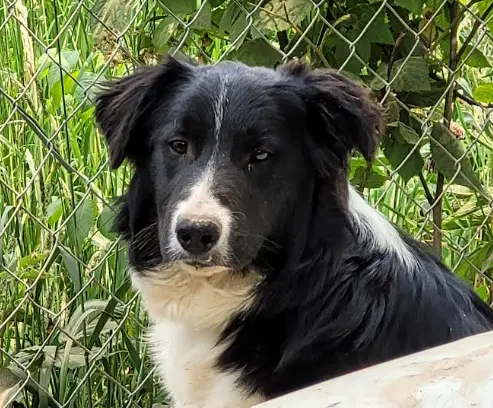 Ewan - Border Collie
