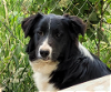 adoptable Dog in minerva, OH named Ewan