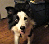 adoptable Dog in  named Cooper "Sponsors Needed"