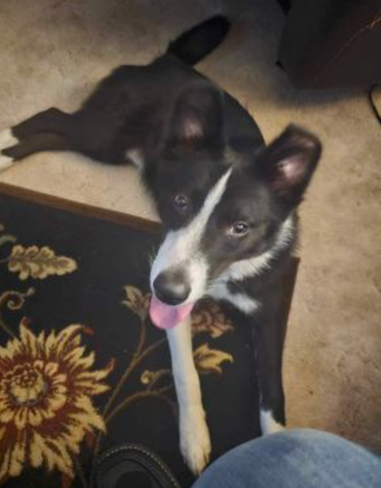 Dog for Adoption Colin, a Border Collie in Akron, OH Alpha Paw