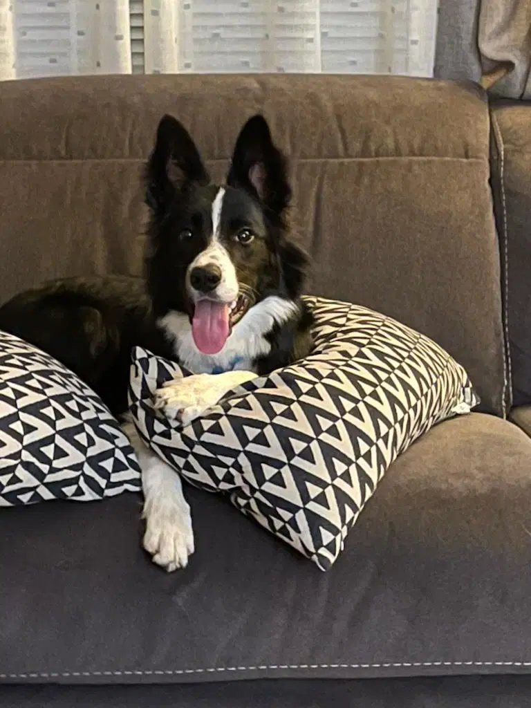 Cian Ive Been Adopted - Border Collie