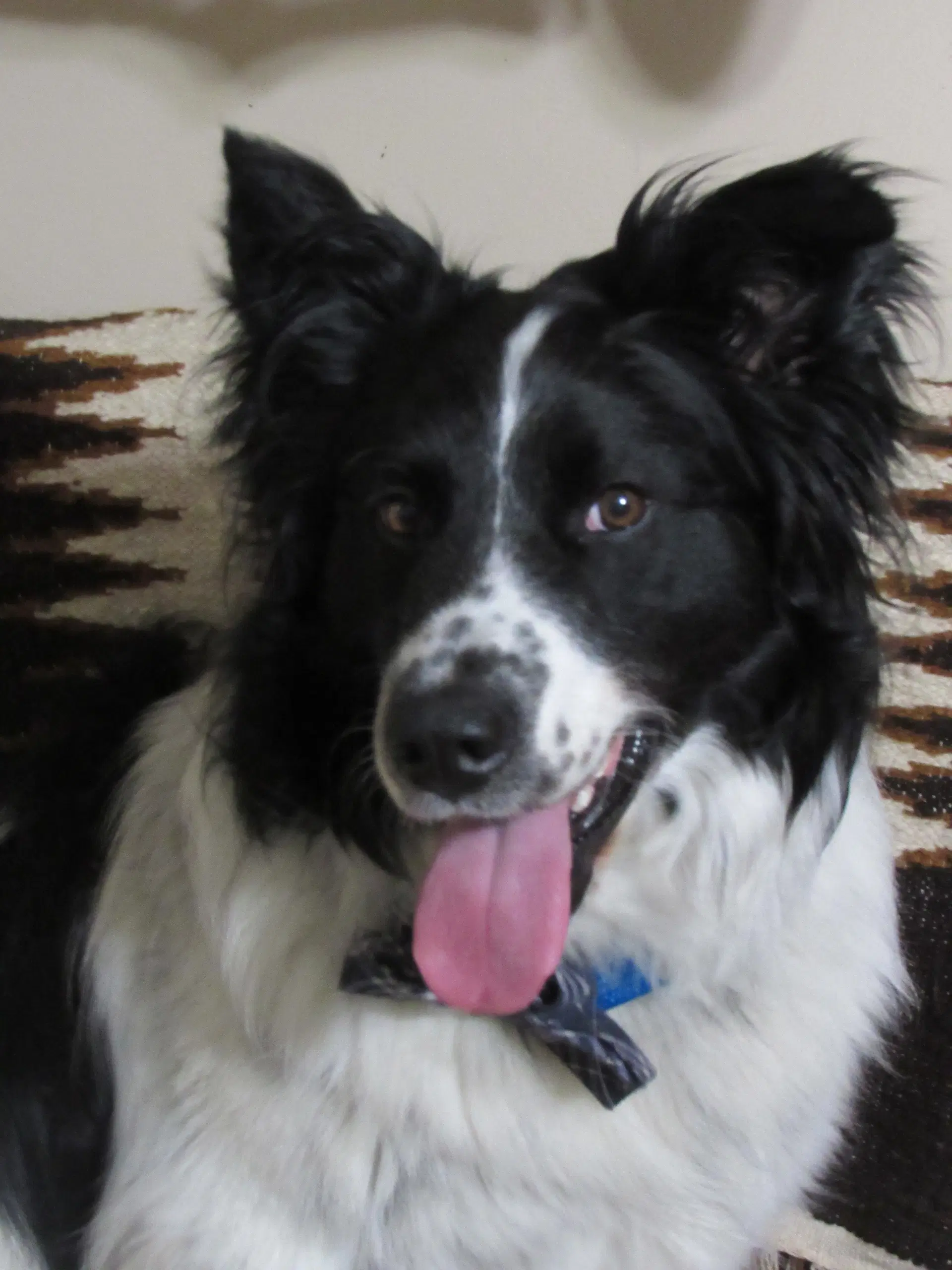 Murphy I've Been Adopted - Border Collie