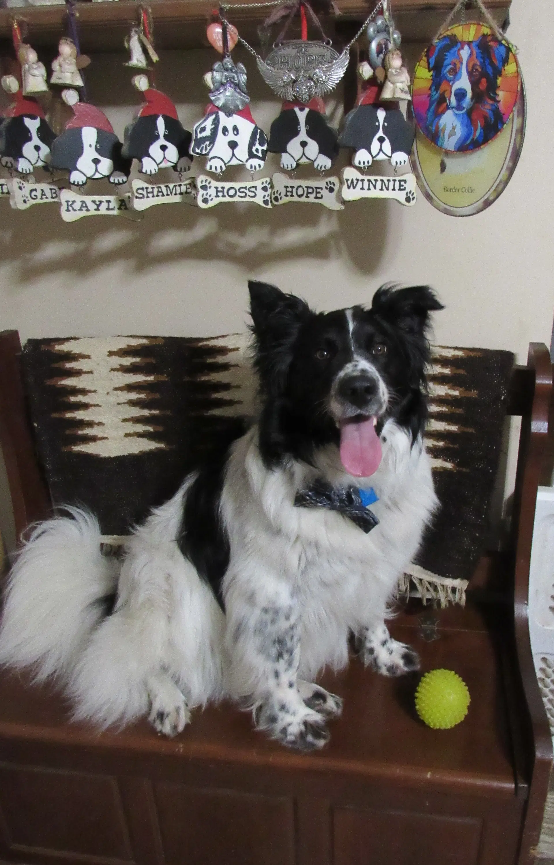 Murphy I've Been Adopted image 2