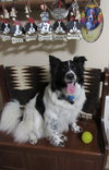 Murphy "I've Been Adopted" - Photo 2