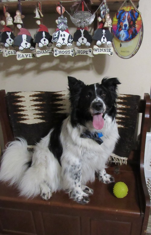 MURPHY "I'VE BEEN ADOPTED" - Border Collie available for adoption