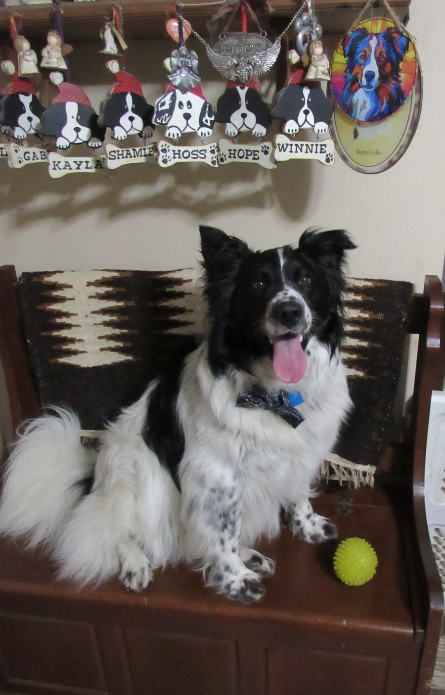 Murphy "I've Been Adopted"