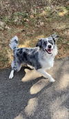 adoptable Dog in  named Fern"I