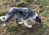 Fern"I've Been Adopted" - Photo 4