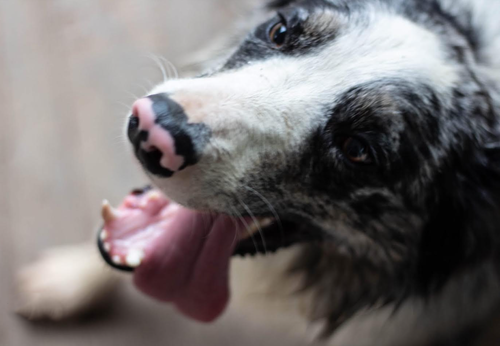 Waylon"I've Been Adopted", an adoptable Border Collie in Minerva, OH