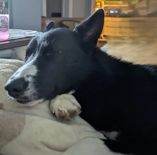 Bowie - Border Collie