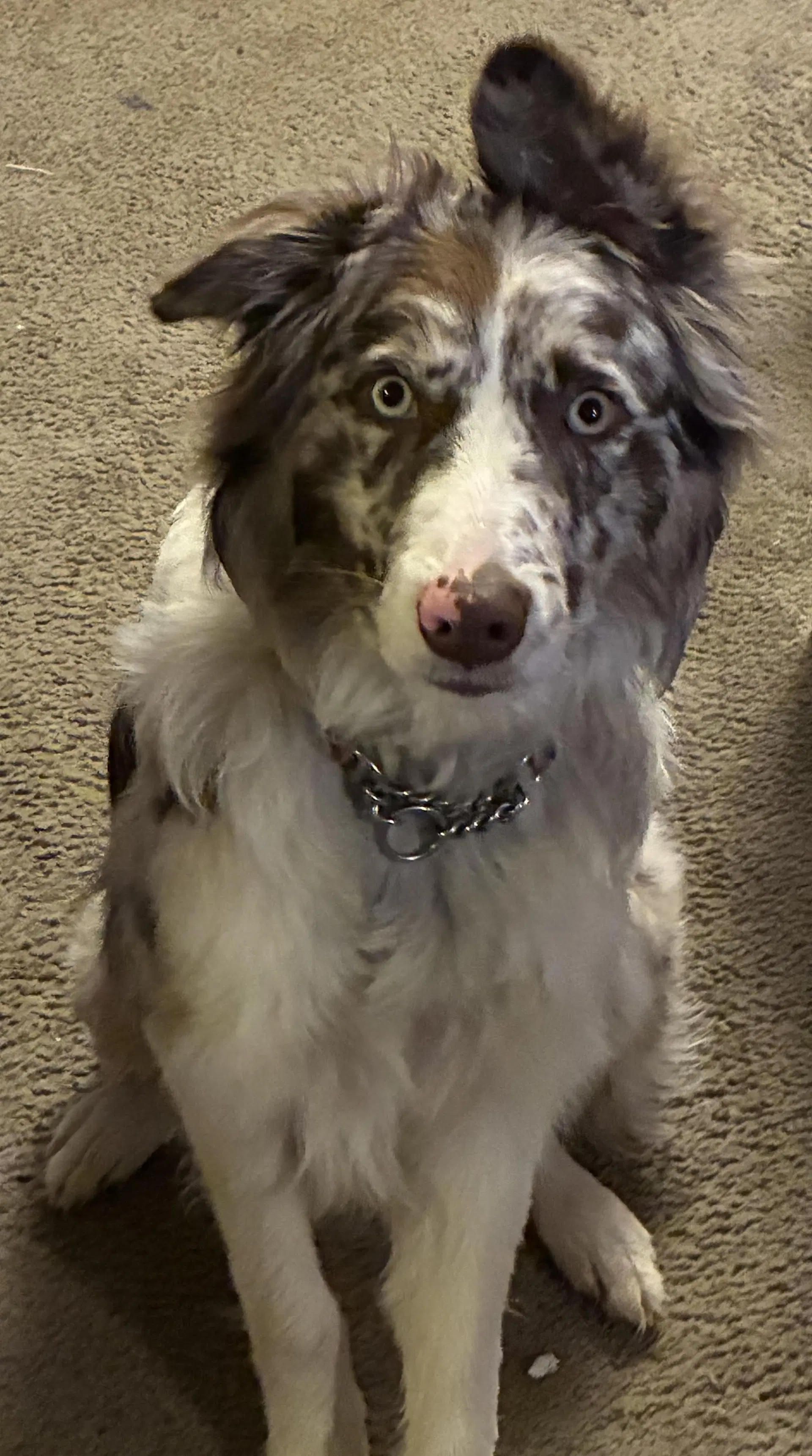 Skye - Border Collie