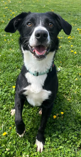 Gatlin, an adoptable Border Collie in Minerva, OH
