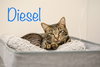 Diesel
