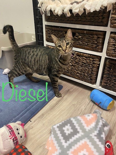 adoptable Cat in Saint Johns, FL named Diesel
