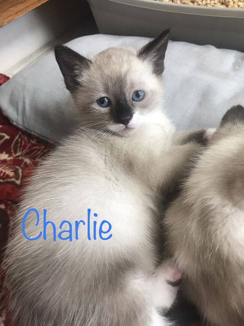 Charlie