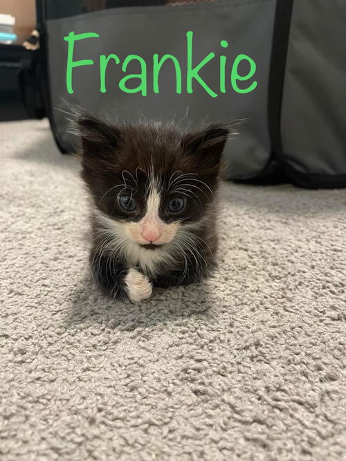 Frankie (tuxedo)