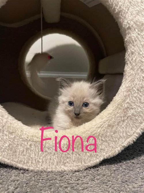 Fiona (Siamese)