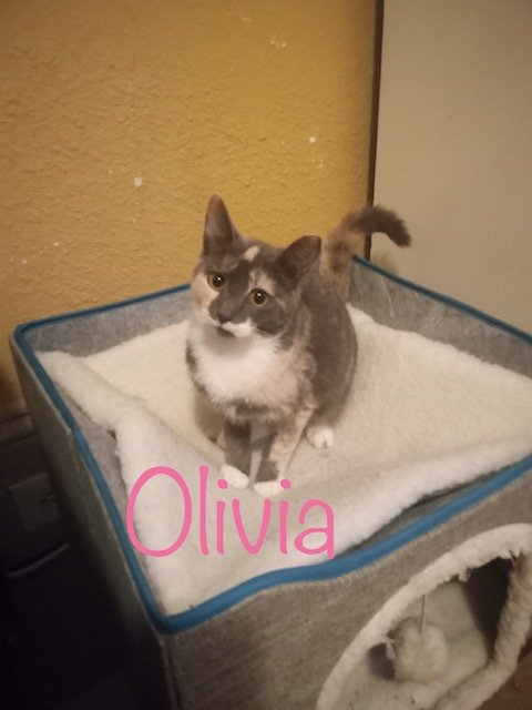 Olivia (aka Daisy)