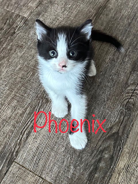 Phoenix