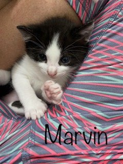 Marvin (tuxedo)