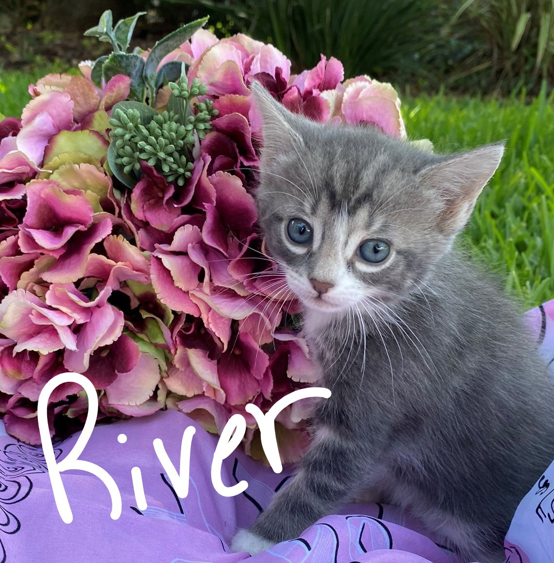 River's Web Page