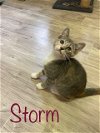 adoptable Cat in saint johns, FL named Storm