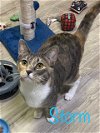 adoptable Cat in saint johns, FL named Storm