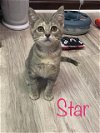 adoptable Cat in saint johns, FL named Star