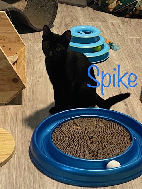 adoptable Cat in Saint Johns, FL named Spike