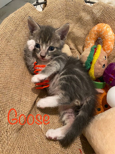 Goose