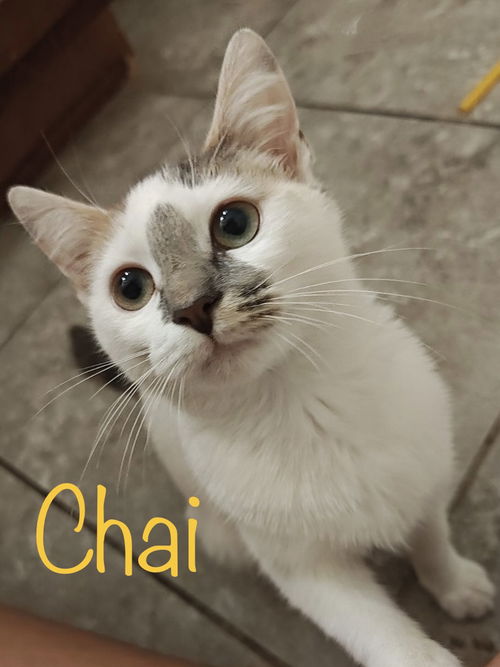 Chai