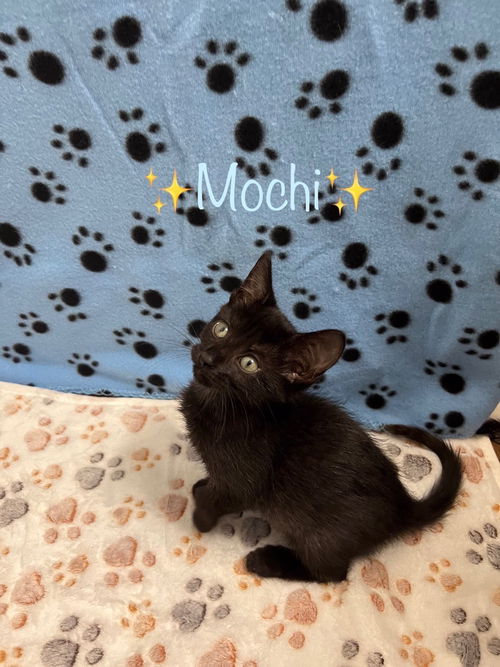 Mochi