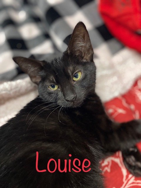 adoptable Cat in Saint Johns, FL named Louise