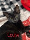 adoptable Cat in saint johns, FL named Louise