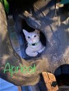 adoptable Cat in saint johns, FL named Apricot