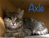 adoptable Cat in saint johns, FL named Axle