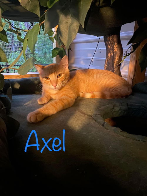 Axle