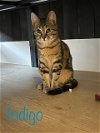 adoptable Cat in  named Indigo