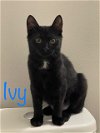 adoptable Cat in saint johns, FL named Ivy