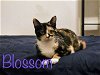 adoptable Cat in  named Blossom