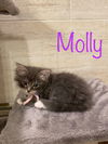 Molly