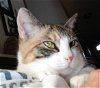 adoptable Cat in saint johns, FL named Evie