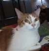 adoptable Cat in saint johns, FL named Kion