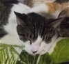 adoptable Cat in saint johns, FL named Figaro