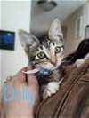 adoptable Cat in saint johns, FL named Dolly