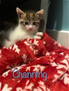 adoptable Cat in  named Channing