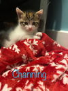 adoptable Cat in  named Channing