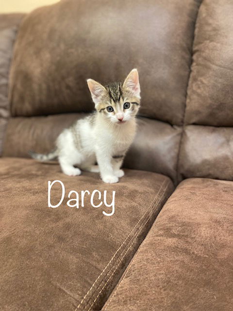 Darcy