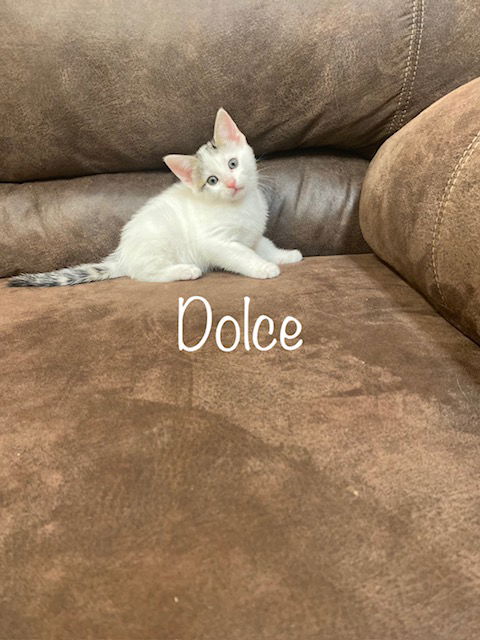 Dolce